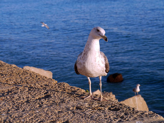 Seagull in the bay of cádiz, andalusia. Spain. Europe