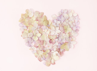Flowers of a hydrangea in the form of a heart on the pink background