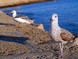 Seagull in the bay of cádiz, andalusia. Spain. Europe