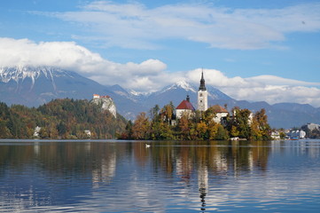 Swan on Bled Lake