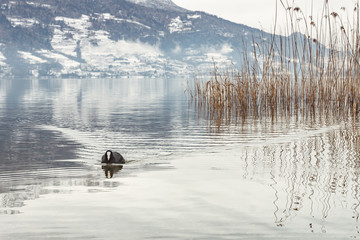 The Fulica atra, known as Eurasian coot, swimming in the pure water of Levico lake in Trentino,...