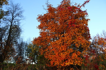 St.Peterburg  Cathedrais and churches of Russia