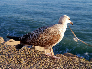 Seagull in the bay of cádiz, andalusia. Spain. Europe