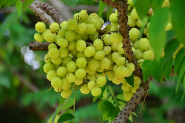 Gooseberry leaves are full of fruits, Thai fruits. Very sour