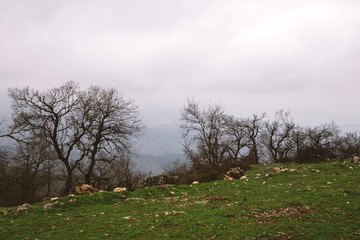 Trees on mountain slope. Cloudy winter day.