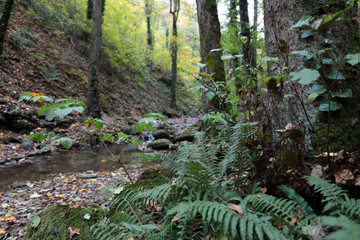 Fern grows near a stream in a forest in a mountain gorge.