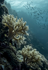 Coral Covered Underwater Tropical Reef Wall