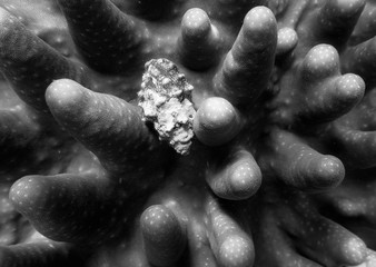 Close up textures and shapes in shell tucked into coral black and white