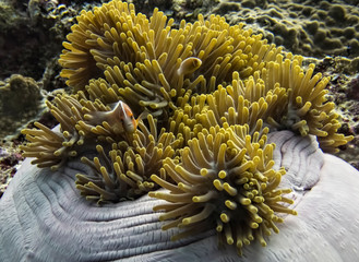 Huge white anemone with yellow tentacles and orange fish