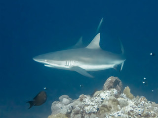Gray Reef Shark Close Up Profile in Blue Underwater Image