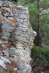 Old stone cliff and pine trees on the mountainside.
