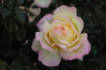 Roze Queen of flowers