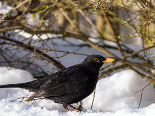 Amsel