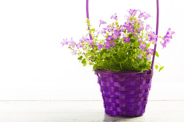 Small magenta flowers in the basket.
