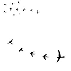 seagulls bird icons