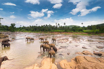 Fototapeta na wymiar Big Asian elephants. Nature of Sri Lanka