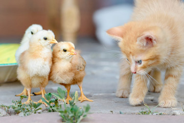 red kitten and charming little chickens