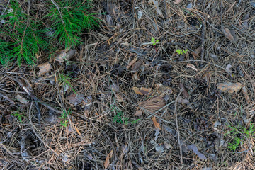 Background made of needles and cones