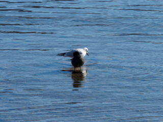 Fulica atra - Une foulque macroule et une mouette rieuse sur un rocher