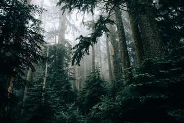View of forest with fog