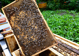 Bienen im Bienenstock