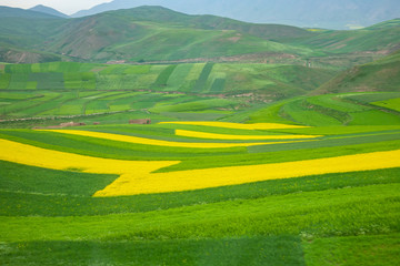 yellow-green fields planted with stripes, top view