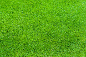 Fresh green yard for pattern texture background and backdrop, green soccer football yard.