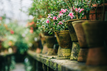 bushes blooming azaleas in old clay pots
