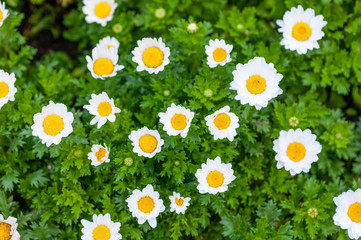 Top view of camomile flowers in garden,  fresh whithe flowers with yellow pollen and green leaf.