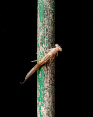 Libelle Dragonfly hatching metamorphose Larve 12