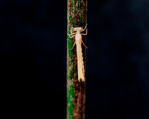 Libelle Dragonfly Metamorphosis metamorphose Larve 070
