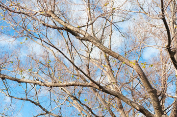 Fototapeta na wymiar Dry branch and tree with blue sky and white cloud in winter sesson.