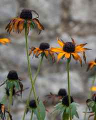 Black-Eyed Susan (Rudbeckia) In An English  Country Garden