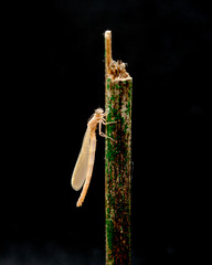 Libelle Dragonfly Metamorphosis metamorphose Larve 094