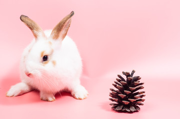 Cute rabbit sitting on pink background looking to something, rabbit is symbol of eater eggs festival.