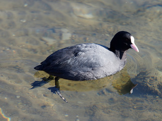 Fulica atra - Gros plan d'une foulque macroule sur l'eau