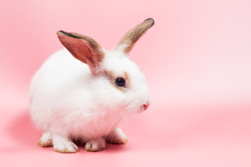 Cute rabbit sitting on pink background looking to something, rabbit is symbol of eater eggs festival.