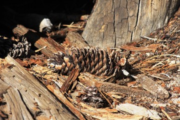 Sugarcone Pinecone