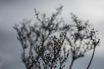 Drops, soft focus background., frozen grass.