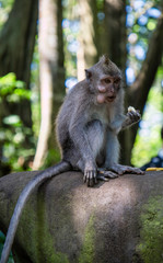 Floresta dos Macacos