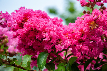 branch of pink bougainvillea flowers