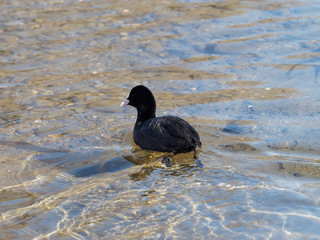 Fulica atra - Une foulque macroule nageant seule au milieu d'un lac
