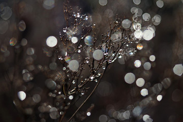 Iluminated drops and lights, blur background.