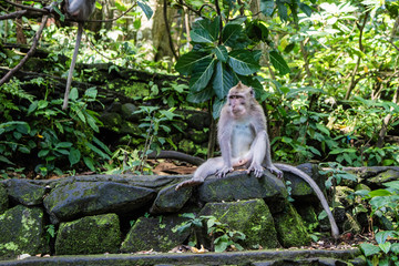 Floresta dos Macacos