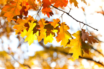 Naklejka na ściany i meble Autumn leaves background. Red oak tree branch with colorful yellow orange brown leaves. Beautiful foliage, seasonal fall landscape