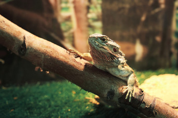 iguana, large lizard