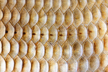 Fish scales pattern skin texture background macro view. Geometric pattern photo Crucian carp...