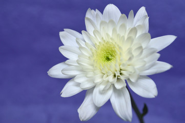 Fototapeta premium White chrysanthemums flower, Chrysanthemum sp., on purple background