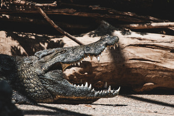Krokodil mit offenem Maul