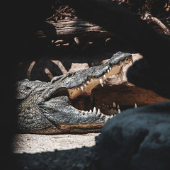 Krokodil mit offenem Maul